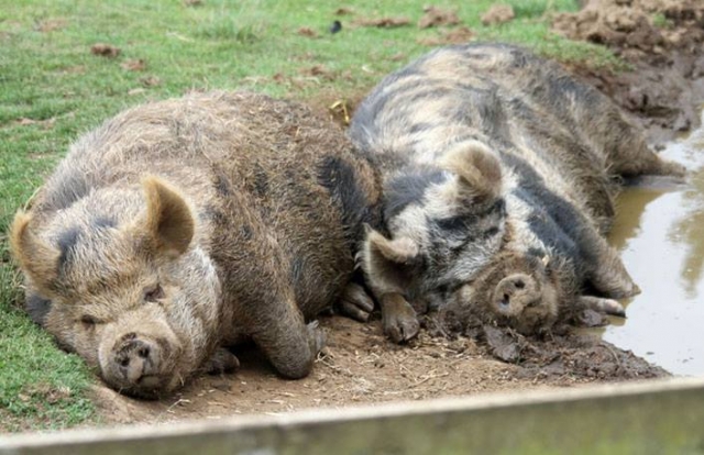  Kune Kune Pigs 